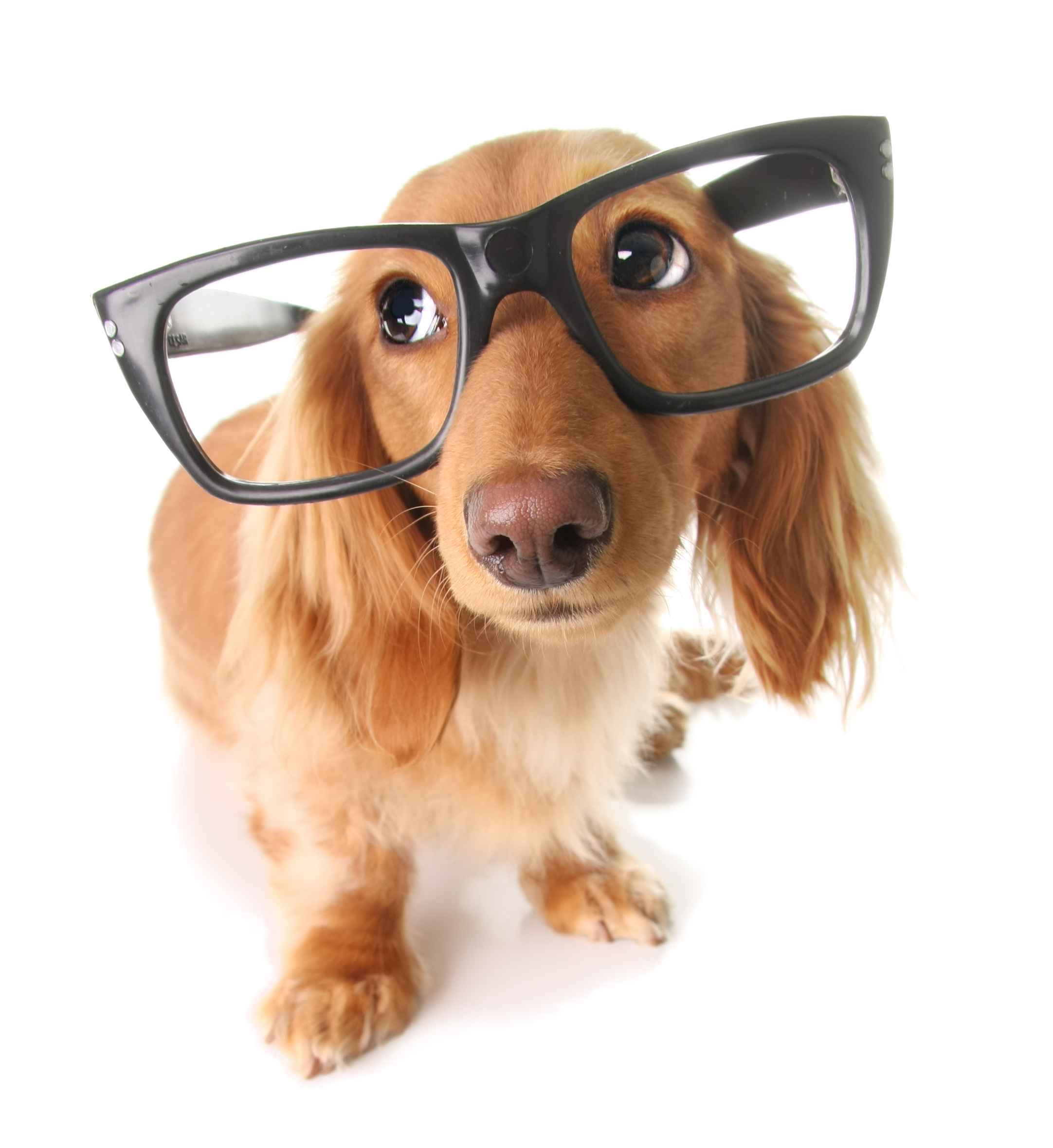 Oftalmologia Veterinária Oftalmologia Veterinária