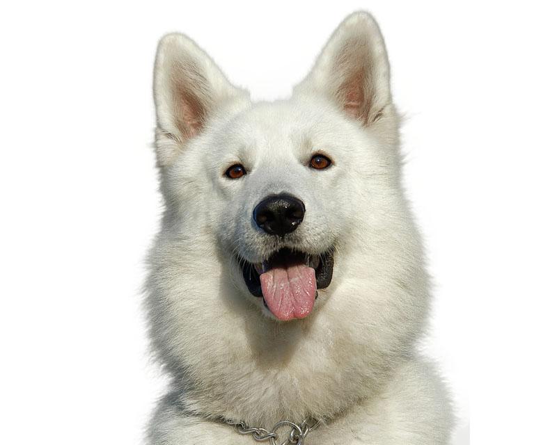 Oftalmologia Veterinária Oftalmologia Veterinária